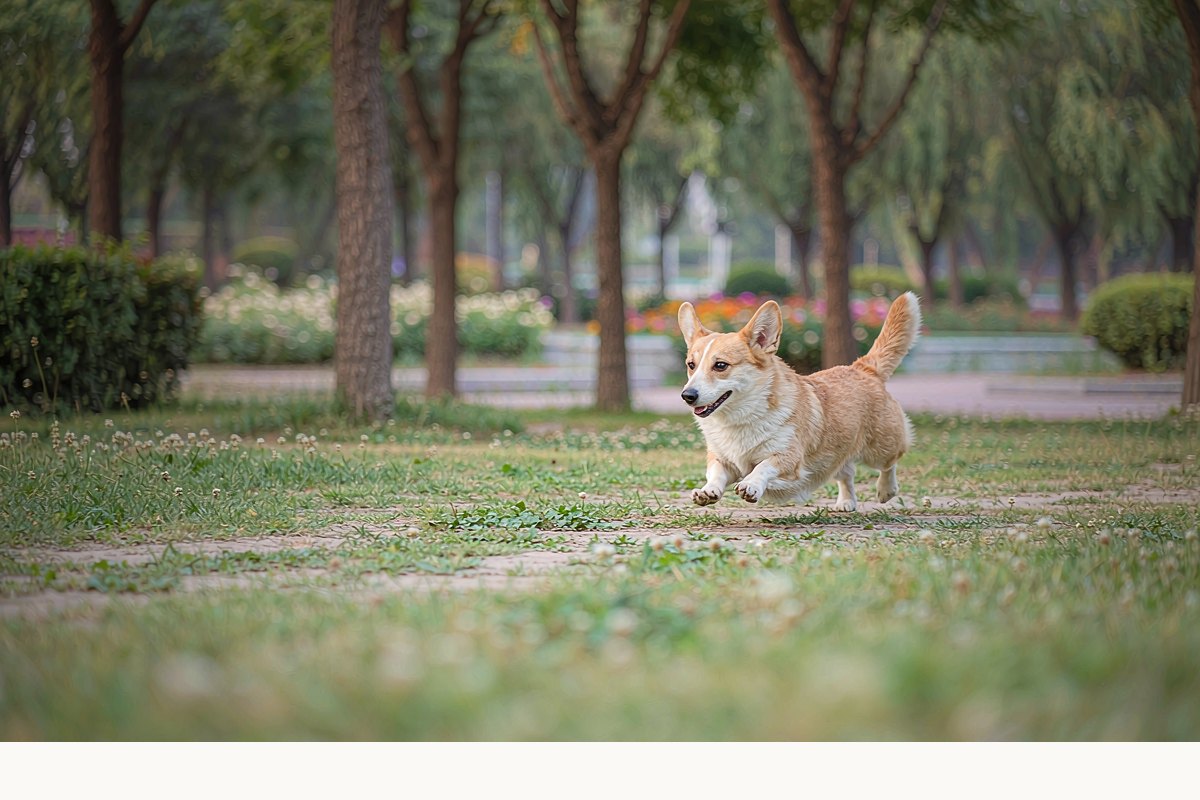 中型犬推荐:陪伴与活力兼顾的 5 种选择
